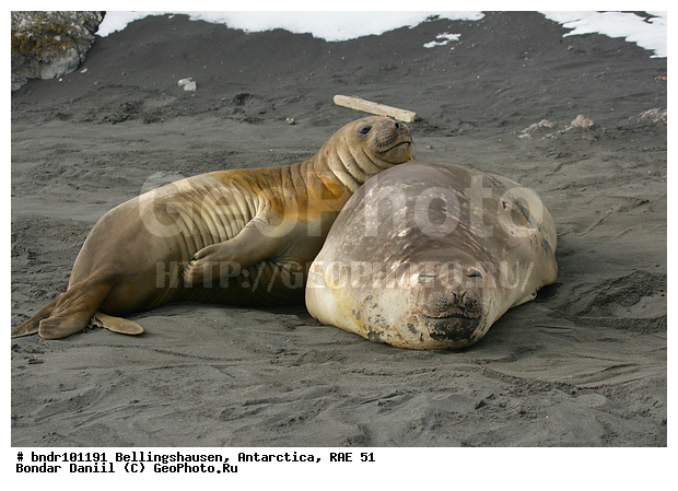 ����������, ����������, �������������, ���, ��� 51, ��� 2005, ���������� �������������� ����������, ����� �����, ������, ����, ��������, ��������, ������, ��������, �����, �������, �����, ����� ��������, ������, ������, �����, ����������, ������� �������������, ������� �������������, ������� �����, XYZ, ��������� ������, Phocidae, ����� ������� ����, Mirounga leonina, ������� �������������, ������� �������������, ������� �����, XYZ, ��������� ������, Phocidae, ����� ������� ����, Mirounga leonina