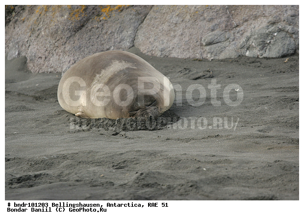 ����������, ����������, �������������, ���, ��� 51, ��� 2005, ���������� �������������� ����������, ����� �����, ��������, ������, ����, ��������, �����, �������, �����, ����� ��������, ������, �����, ����������, ������� �������������, ������� �������������, ������� �����, XYZ, ��������� ������, Phocidae, ����� ������� ����, Mirounga leonina, ������� �������������, ������� �������������, ������� �����, XYZ, ��������� ������, Phocidae, ����� ������� ����, Mirounga leonina