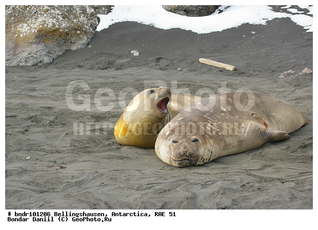 ����������, ����������, �������������, ���, ��� 51, ��� 2005, ���������� �������������� ����������, ����� �����, ������, ������, ����, ������, ��������, ��������, �����, ������, �����, ������, ��������, ����, �������, ��������, ������, �����, ����� ��������, ������, ������, �����, ����������, ������� �������������, ������� �������������, ������� �����, XYZ, ��������� ������, Phocidae, ����� ������� ����, Mirounga leonina, ������� �������������, ������� �������������, ������� �����, XYZ, ��������� ������, Phocidae, ����� ������� ����, Mirounga leonina