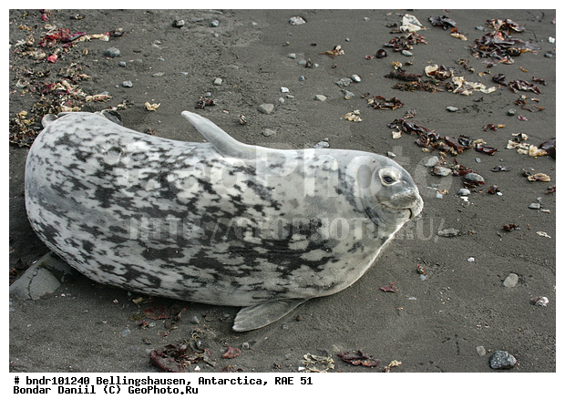 ����������, ����������, �������������, ���, ��� 51, ��� 2005, ���������� �������������� ����������, ����� �����, �����, ������, ��������, ������, ����, ��������, �������, �����, ����� ��������, ������, ������ ��������, �����, ����������, ������� �������������, ������� �������������, ������� �����, XYZ, ��������� ������, Phocidae, ������ ��������, Leptonychotes weddellii, ������� �������������, ������� �������������, ������� �����, XYZ, ��������� ������, Phocidae, ������ ��������, Leptonychotes weddellii