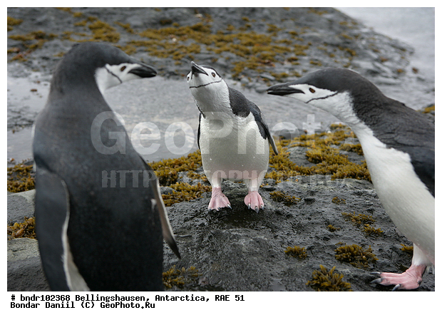 ����������, ����������, �������������, ���, ��� 51, ��� 2005, ���������� �������������� ����������, ����� �����, ������, ������, ���������, ������, �����, ���, �� �����, �������, ������� ��������������, ��������, �������, �����, �����, ��������, ��������������, ����, �����, ����������, �������������� �������, Pygoscelis antarctica, �����������, ��������, Spheniscidae, ������� �����, ������� �����, XYZ