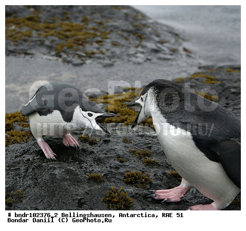 ����������, ����������, �������������, ���, ��� 51, ��� 2005, ���������� �������������� ����������, ����� �����, ������, ������, ���������, ����, ������, ����, �������, ���, �� �����, ����, �������, �������, ������� ��������������, ��������, �������, �����, �����, ��������, ��������������, �����, ����������, �������������� �������, Pygoscelis antarctica, �����������, ��������, Spheniscidae, ������� �����, ������� �����, XYZ