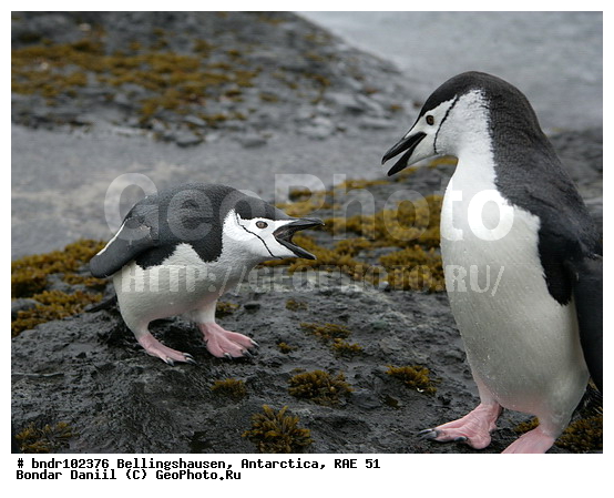 ����������, ����������, �������������, ���, ��� 51, ��� 2005, ���������� �������������� ����������, ����� �����, ������, ������, ���������, ����, ������, ����, �������, ���, �� �����, ����, �������, �������, ������� ��������������, ��������, �������, �����, �����, ��������, ��������������, �����, ����������, �������������� �������, Pygoscelis antarctica, �����������, ��������, Spheniscidae, ������� �����, ������� �����, XYZ