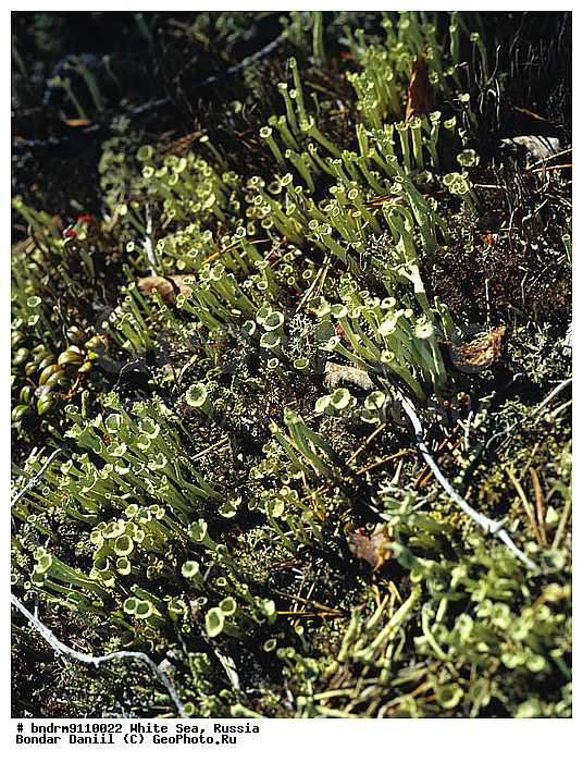 ����� ����, ��������� �����, �����