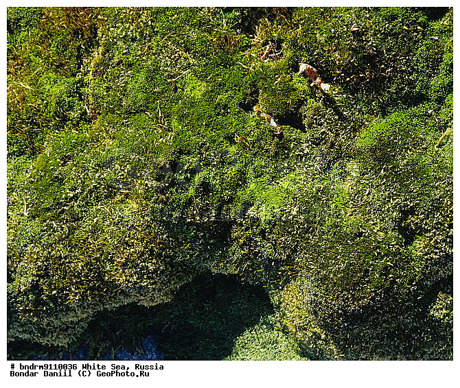 ����� ����, ��������� �����, �����