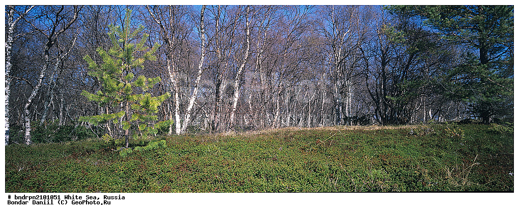 ����� ����, ������, ���������, ��������