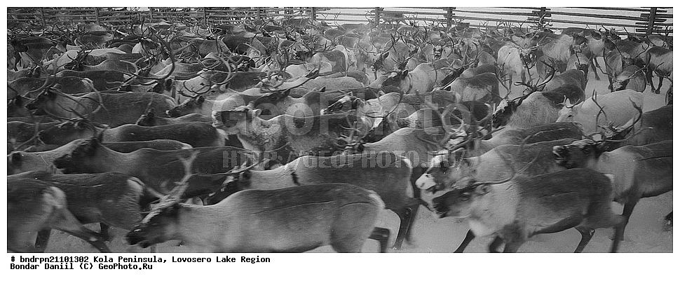 �������� ����������, ��������, �������, ����, ������, ���������, �����, �����, �������� �������, �����, ��������, ������, �������, ��������, ��������, �������������, �������������, �����, �����, XYZ, ��������, ������, Cervidae, �������� �����, ������, Rangifer tarandus