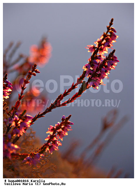 �������, ������, ������� �����