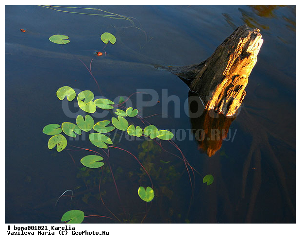 �������, ����, �����, ������ ��������, ����