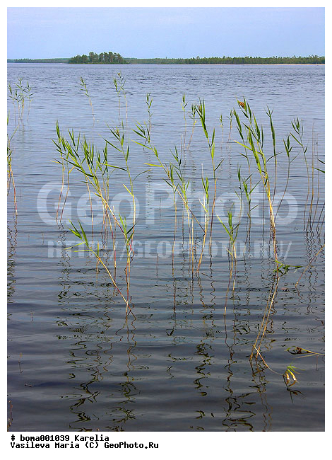 �������, ����, �����