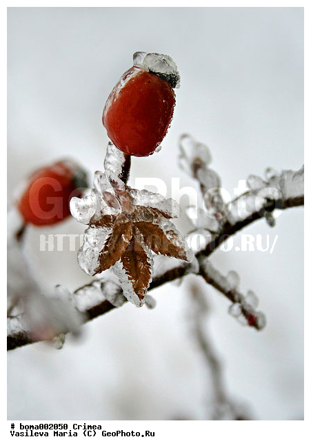 ��������, ����, �����, ����� ����, ����, ���, ��������, �����, ������