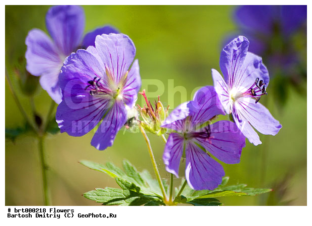 ������, ������