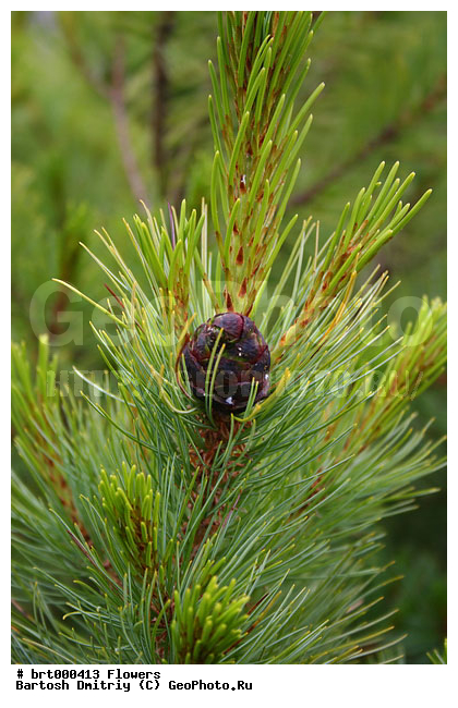 ������, ��������, ����, �������� �������, ����, �������, �����, ��������, �����, ������ ��������, ���������� ��������, ������������ ��������, ������������ ��������, ���������, ����������, ����, �����, ����������� ��������, �����������, XYZ, ��������, Pinaceae, ����� ������, ���������� ����, �������� ����� �����������, ���������, �������� �������, ����� ����������, ����� �����������, ����� �����������, Pinus pumila, ��������, �����, ������ ��������, ���������� ��������, ������������ ��������, ������������ ��������, ���������, ����������, ����, �����, ����������� ��������, �����������, XYZ, ��������, Pinaceae, ����� ������, ���������� ����, �������� ����� �����������, ���������, �������� �������, ����� ����������, ����� �����������, ����� �����������, Pinus pumila