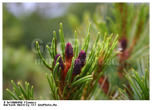 ������, ������, �������, �����, ��������, �����, ������ ��������, ���������� ��������, ������������ ��������, ������������ ��������, ���������, ����������, ����, �����, ����������� ��������, �����������, XYZ, ��������, Pinaceae, ����� ������, ���������� ����, �������� ����� �����������, ���������, �������� �������, ����� ����������, ����� �����������, ����� �����������, Pinus pumila, ��������, �����, ������ ��������, ���������� ��������, ������������ ��������, ������������ ��������, ���������, ����������, ����, �����, ����������� ��������, �����������, XYZ, ��������, Pinaceae, ����� ������, ���������� ����, �������� ����� �����������, ���������, �������� �������, ����� ����������, ����� �����������, ����� �����������, Pinus pumila