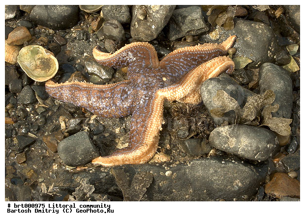 ������� ������, �������