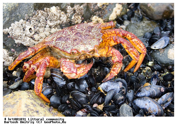 ����������, ����, �������, ������, �����