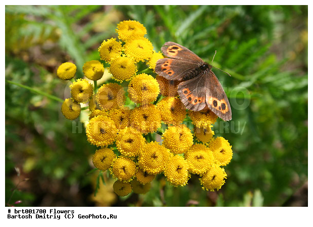 �������, ������, ������