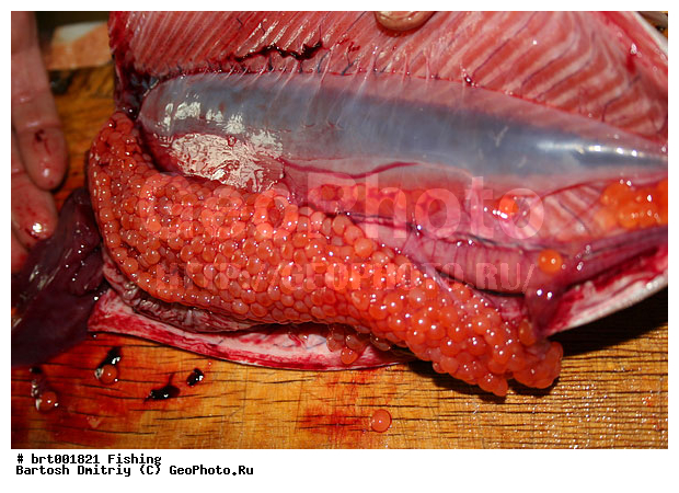 ����, ������� ����, ������, �����������, ����, �������, ������ �����