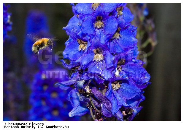 �����, �����, ������, �����