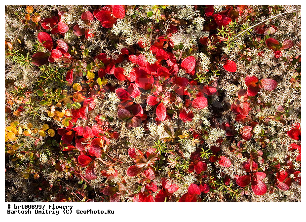 ���, �����, �����, �����