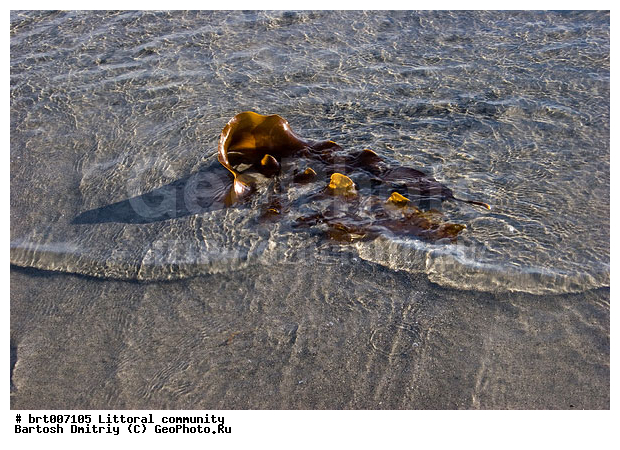 ������� �������, �������� ����, ���������