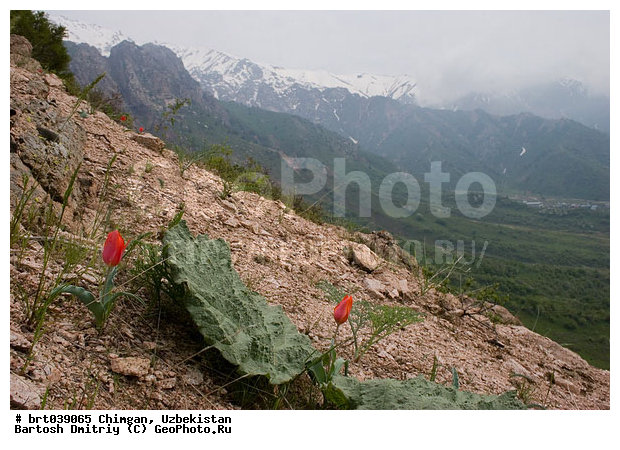 ���� ����, ����-����, ����������, ������, ������ �������, ������ ������, ����, �������, ������