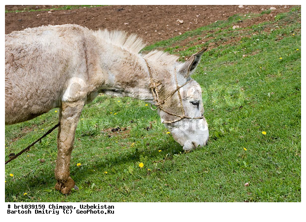 ����������, ������, ������ �����, ����, �����