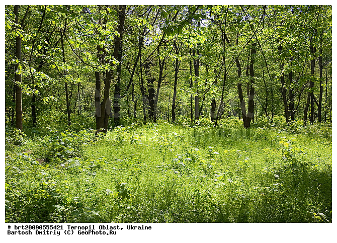 ��������, ������������� �������, �������