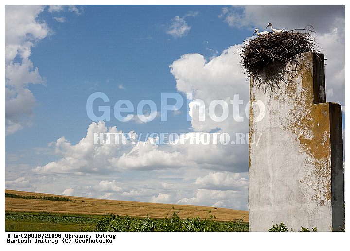 ukraine, ������, �������, ����, ������, ����, ������, ���������, ������, �������, �����, �����, XYZ, ��������, Ciconiidae, ����� ����, Ciconia ciconia