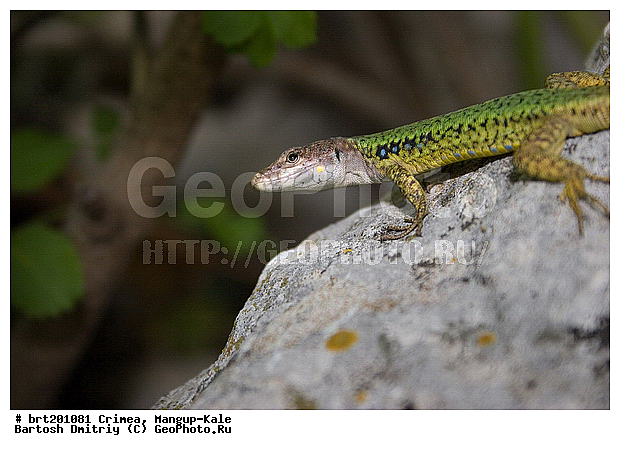 ����, ������-����