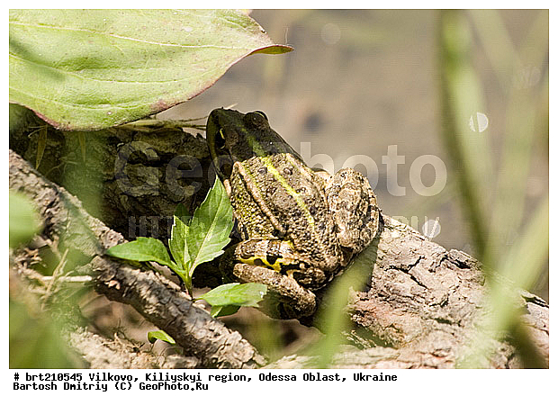 �������, �����, ��������� �����, �������� �������, �������, ���������� �������, ����, ����� �� ����, �����, ����, �������, ����� �����, ����, ����, �������, ���������� �������, ��������, ��������, �����������, �����������, �������, �������, �������, �������, XYZ, ��������� �������, Ranidae, ������ �������, ������� �������, Pelophylax ridibundus