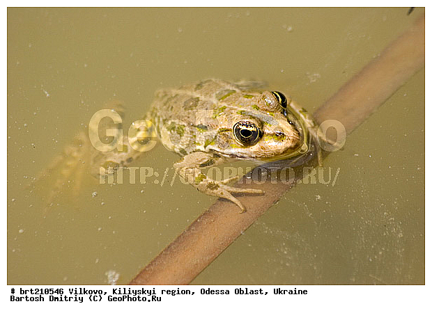 �������, �����, ��������� �����, �������� �������, �������, ���������� �������, ����, ����� �� ����, �����, ����, �������, ����� �����, ����, ����, �������, ���������� �������, ��������, ��������, �����������, �����������, �������, �������, �������, �������, XYZ, ��������� �������, Ranidae, ������ �������, ������� �������, Pelophylax ridibundus