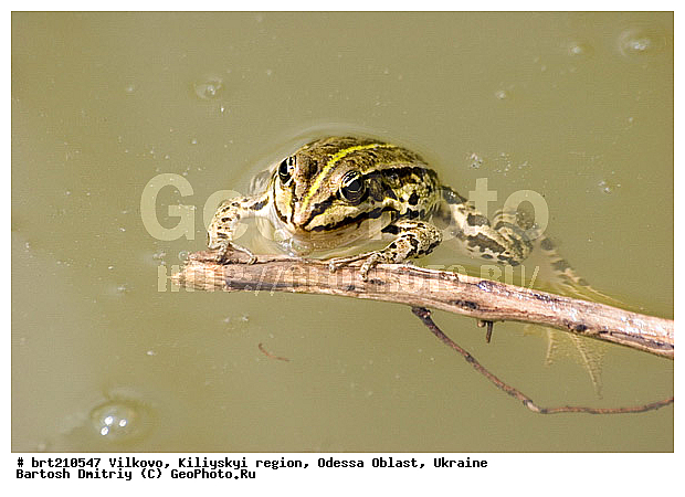 �������, �����, ��������� �����, �������� �������, �������, ���������� �������, ����, ����� �� ����, �����, ����, �������, ����� �����, ����, ����, �������, ���������� �������, ��������, ��������, �����������, �����������, �������, �������, �������, �������, XYZ, ��������� �������, Ranidae, ������ �������, ������� �������, Pelophylax ridibundus