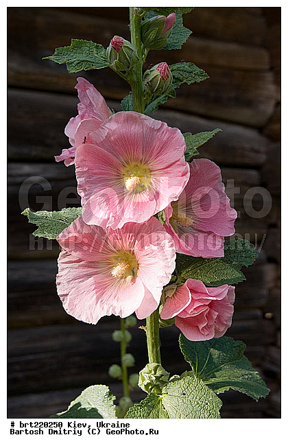 city, kiev, ukraine, ����, ��������, �������, �������, ���, �����, ���, ����, �������, �����, ������������ �����������, ��������, ����������, �������, ����, �����, ������