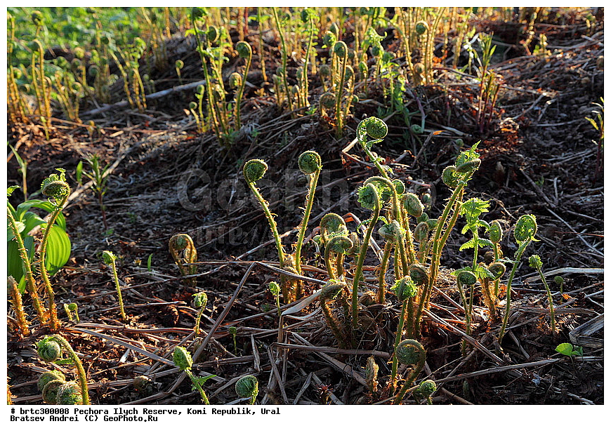 ������-�������� ����������, ����, ����, ����������� ����