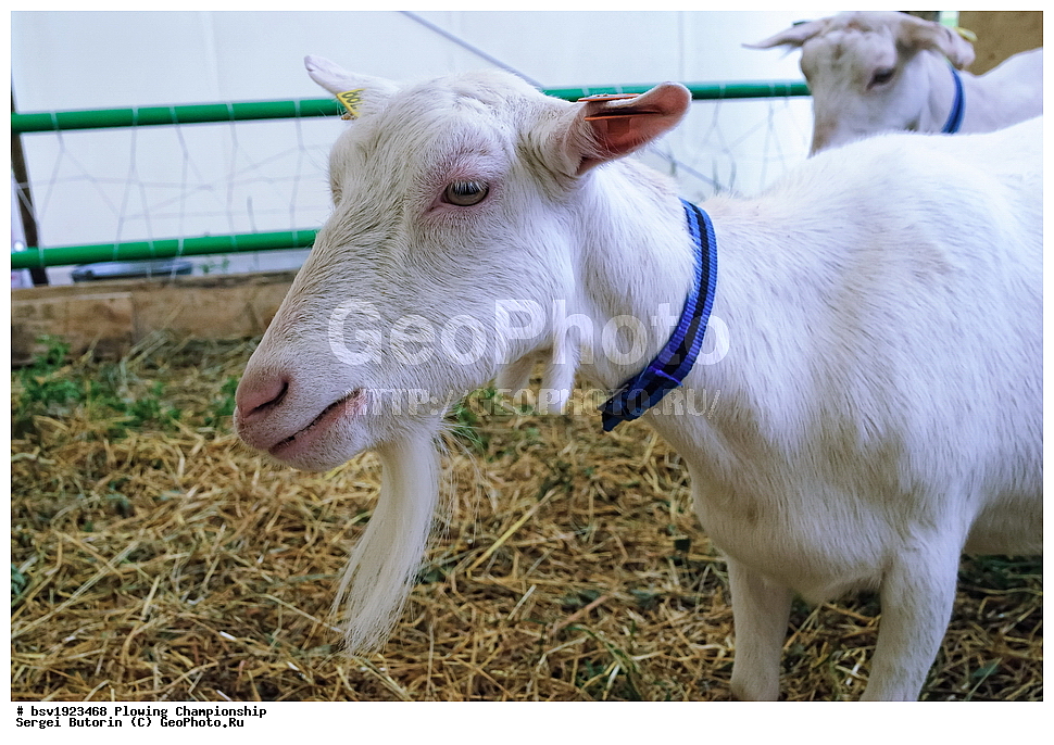 ���������, ������