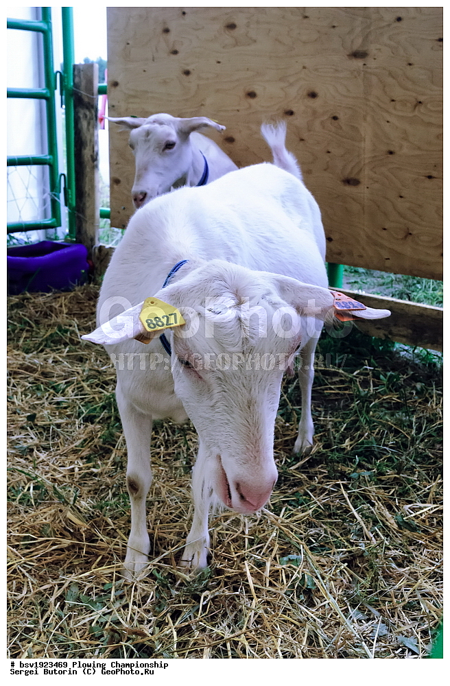 ���������, ������