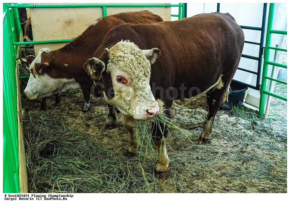 ���������, ������