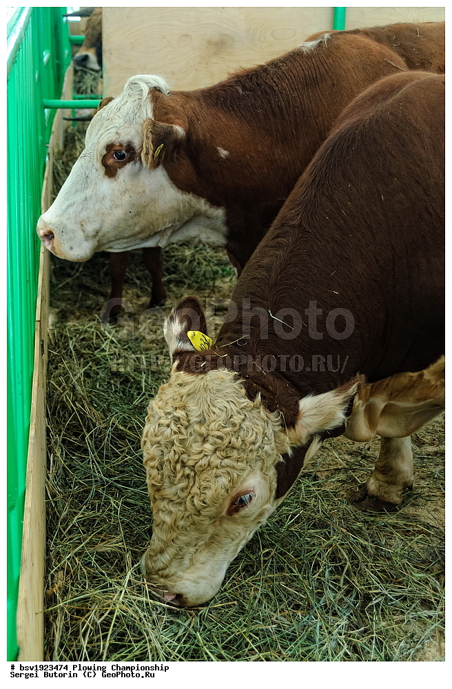 ���������, ������