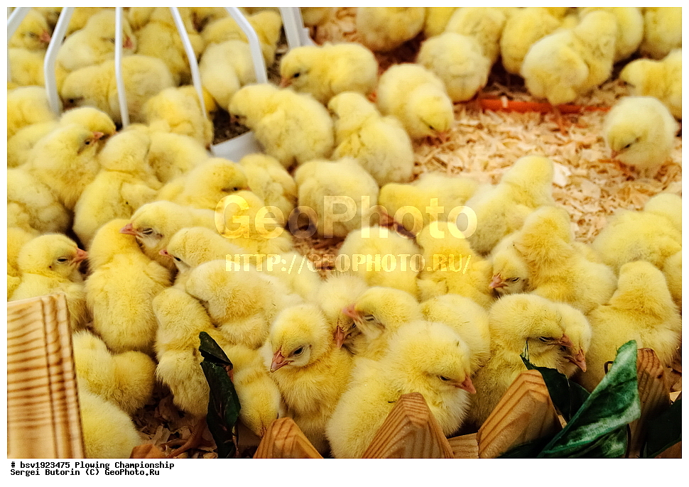 ���������, ������