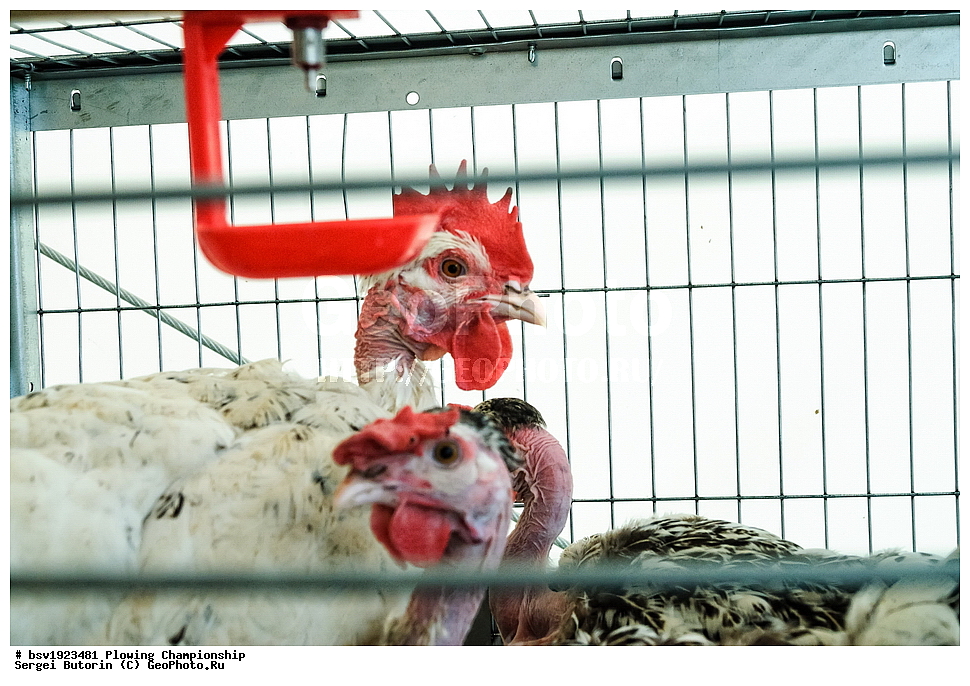 ���������, ������