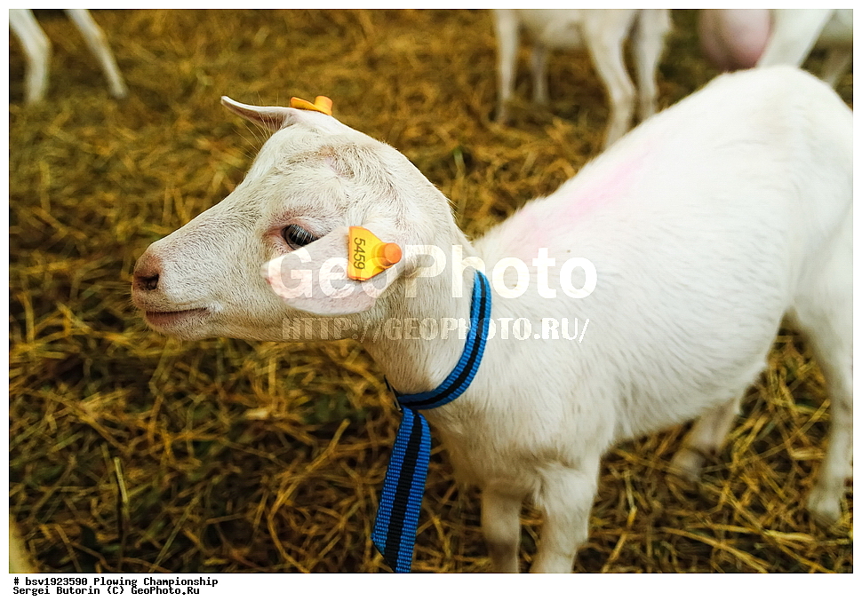 ���������, ������