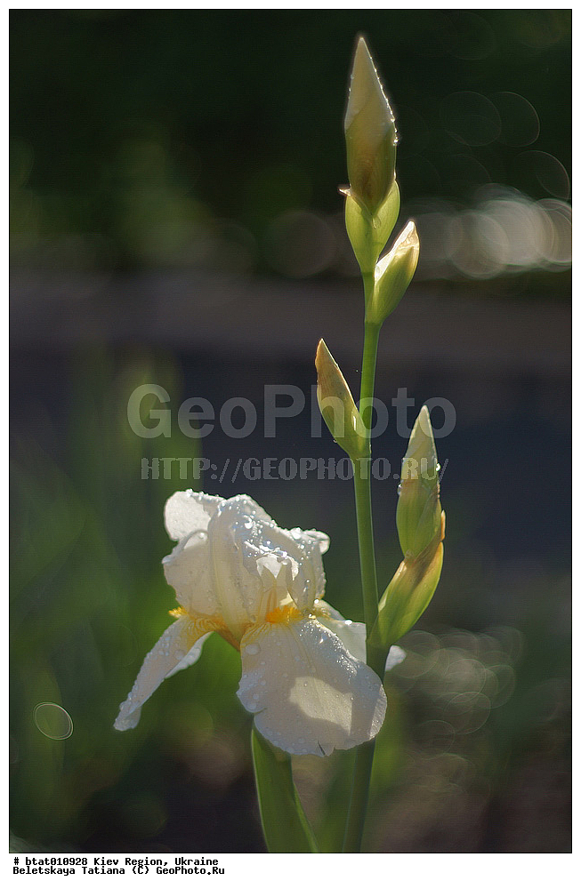 �������, ���������, �������� �������, �����, ��������