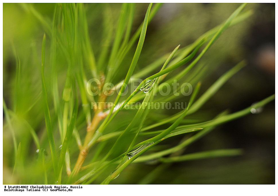 ������, ����������� �������, ����, ������������ ����, �������, �����, ��������