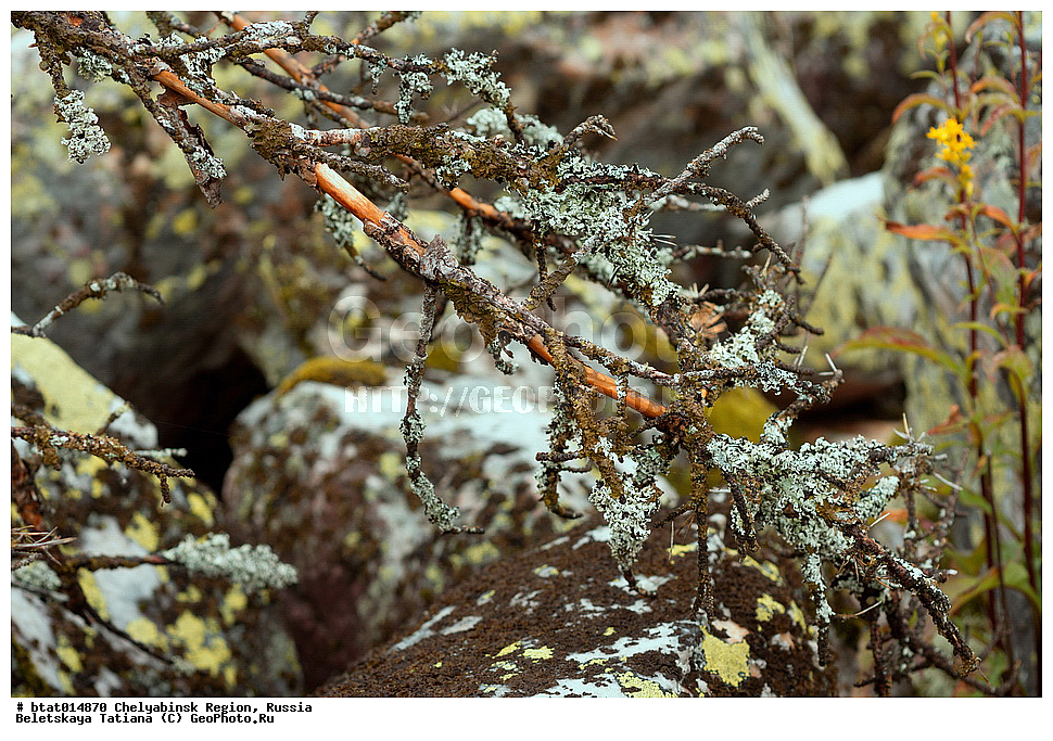 ������, ����������� �������, ����, ������������ ����, �������, �����, ��������