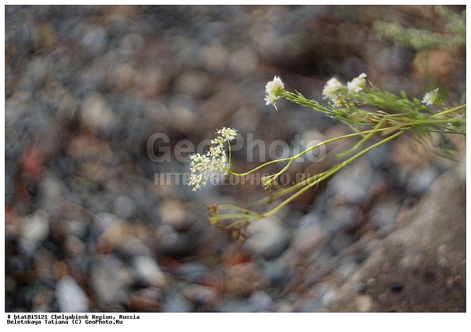 ������, ����������� �������, ����, ������� �������, �����, �����, ��������