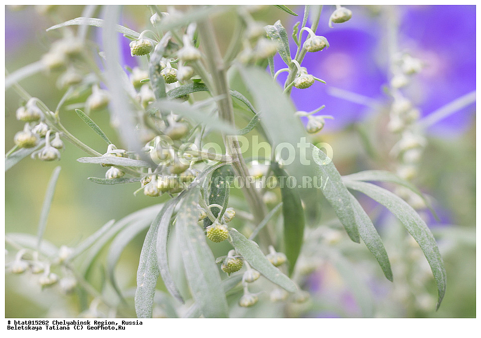 ������, ����������� �������, ����, ������� �������, �����, �����, ��������, ������, ����, ������, �����, �����