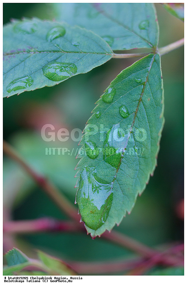 ������, ����������� �������, ����, ������� �������, �����, �����, ��������, ����� �������, �����, ����, �����, �����, ������, ������, ����, �����, �����, �����