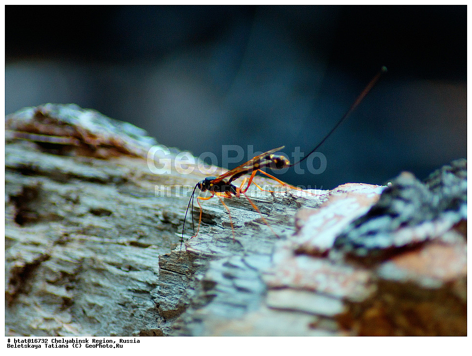 ������, ����������� �������, ����, ������� �������, �����, �����, ��������