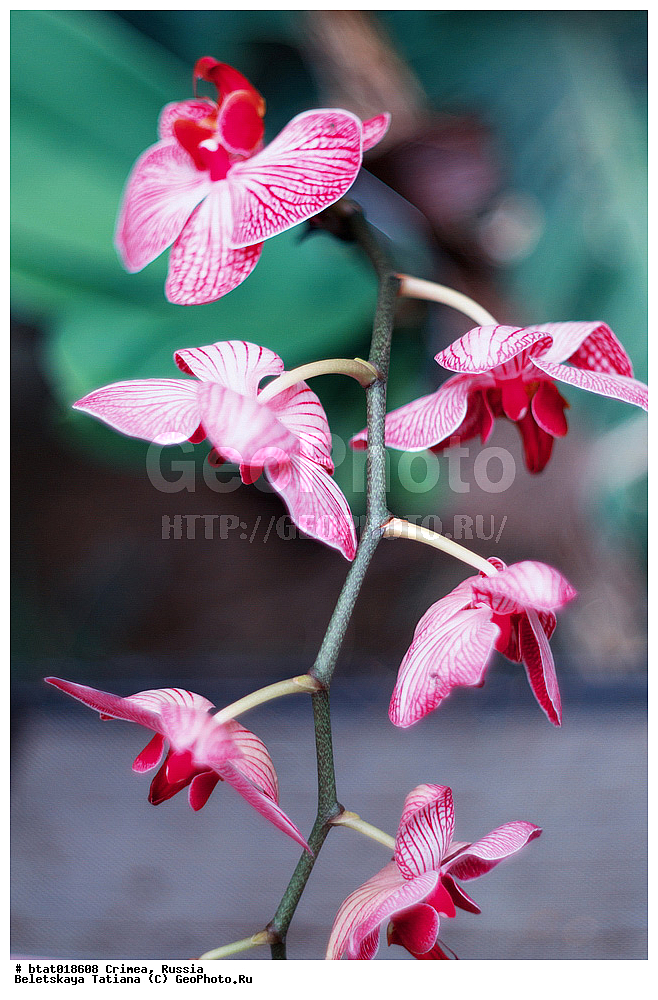 ������, ����, �������� ����������, ��� �������, �����, ��������, ��������, �����, ������ ��������, ���������� ��������, ��������� ��������, ���������, ����������� ��������, ������, �����, XYZ, ��������, ������������, �������, Orchidaceae, ����������, Phalaenopsis hybr.